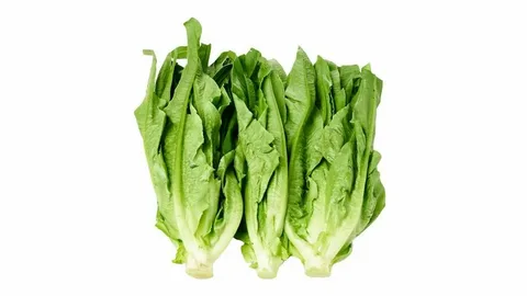 معرفی کاهو قمی + بهترین قیمت خرید